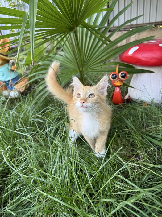 Котёнок в добрые руки!