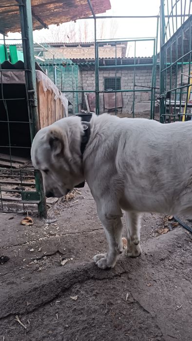 Srochno Sotiladi Turkmenskiy Alabay Erkak