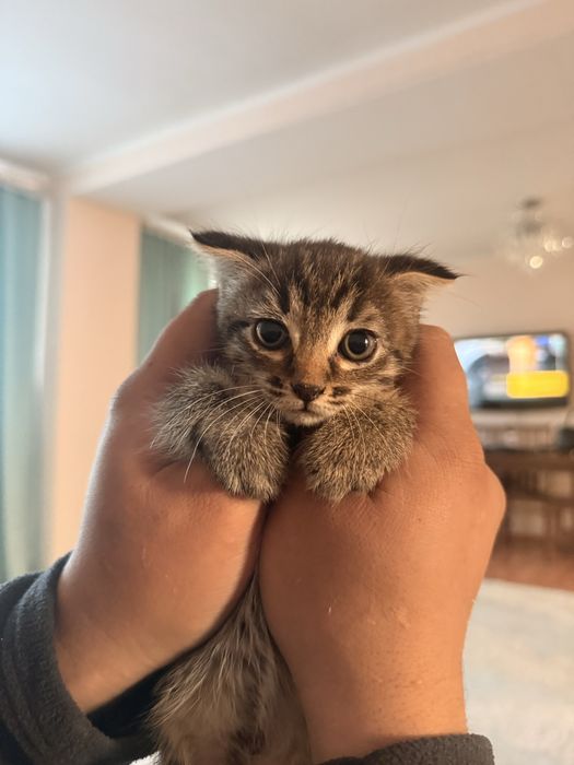 Отдам Котят  Девочки