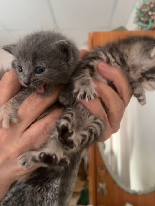 Котята маленькие