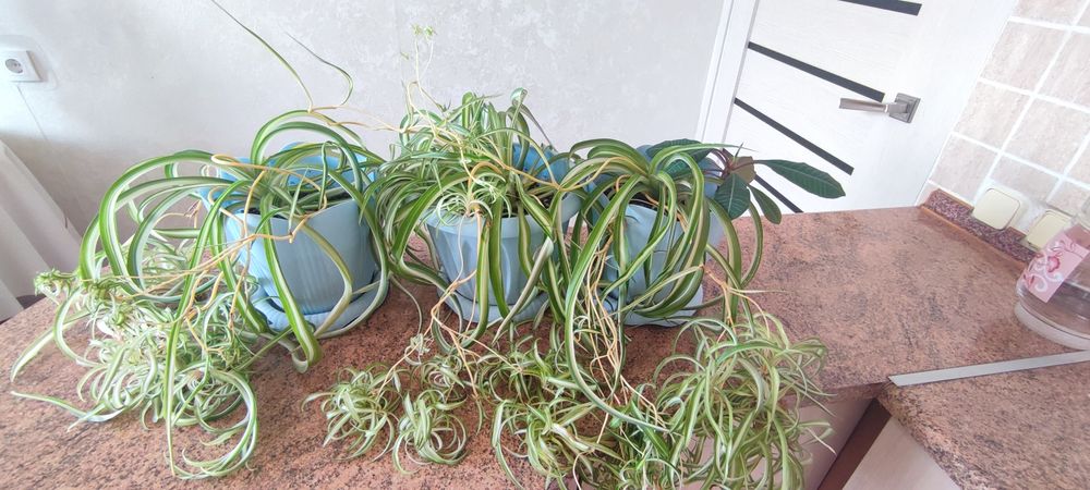 Цветы, комнатные растения.