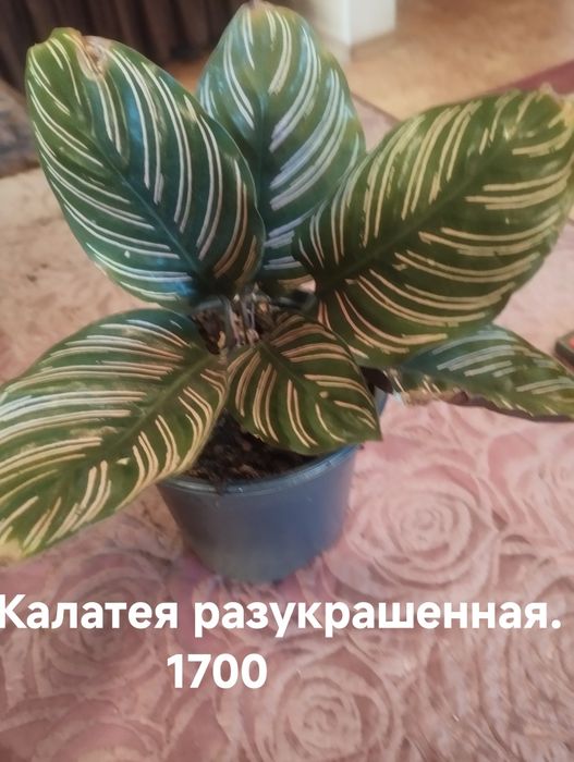 Продам комнатные растения