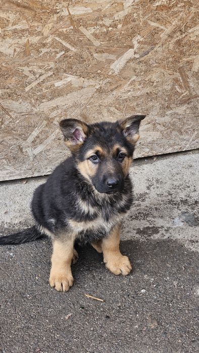 Продам щенков немецкой овчарки