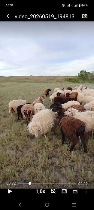 Продам 98 голов овцематки