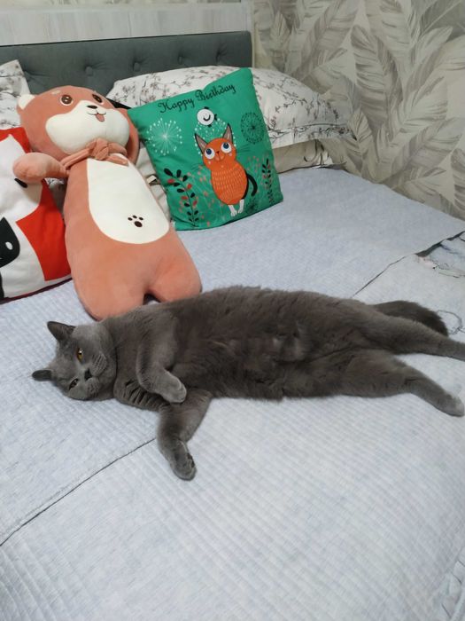 Выгул и Передержка животных