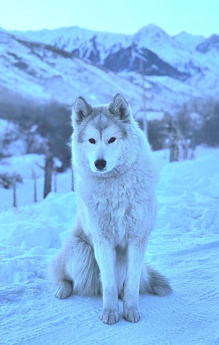 Собака Маламут/хаски