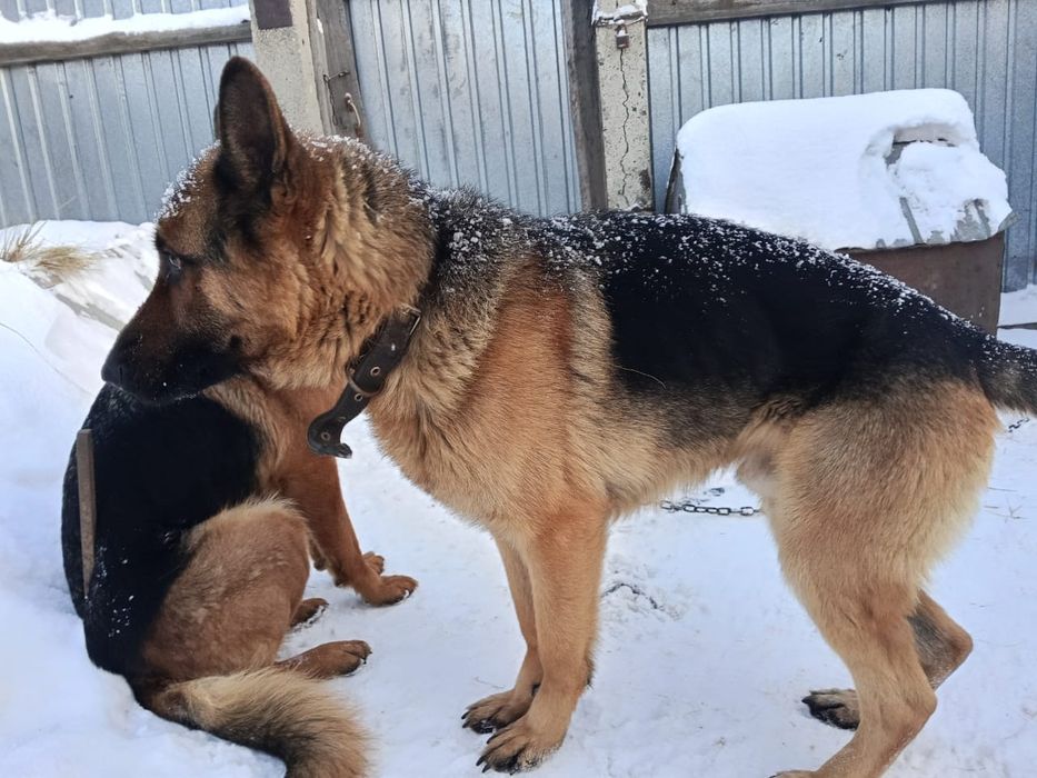 Продам немецкую овчарку (кабель)