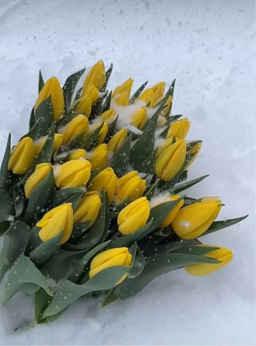 Тюльпаны оптом и в розницу