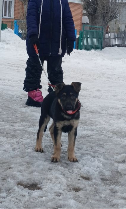 Продам щенка Вео