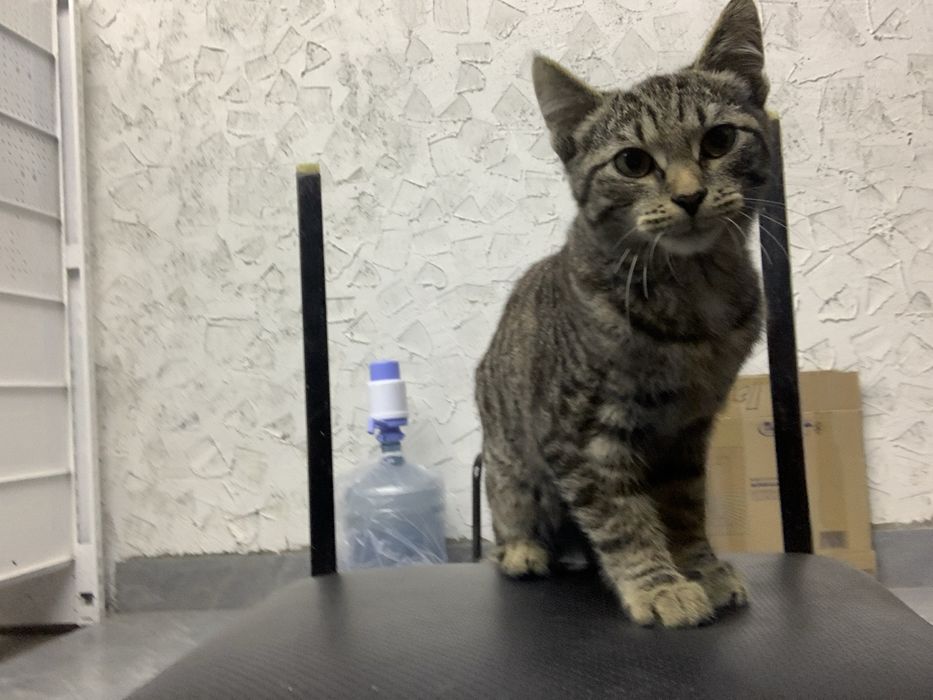 Отдам кота в добрые руки