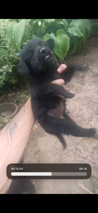 СРОЧНО отдам щенков СПАНИЭЛЬ 4 щенка
