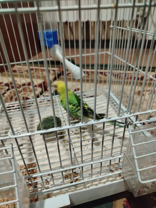 Попугай волнистый