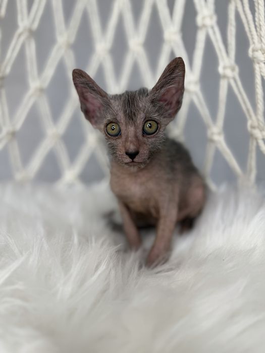 Lykoi cu pedigree (diferit de Sphynx)