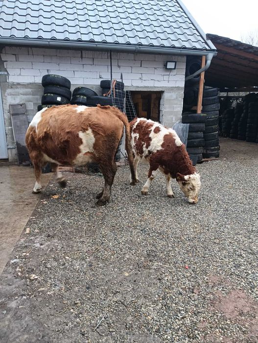 Vacã cu vitea de vînzare