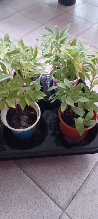 Алстромерии - розова