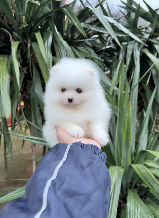 Померан мини момче. Померанче