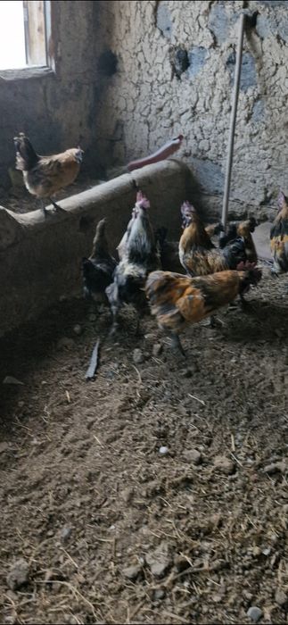 Продам лакедензи  всех