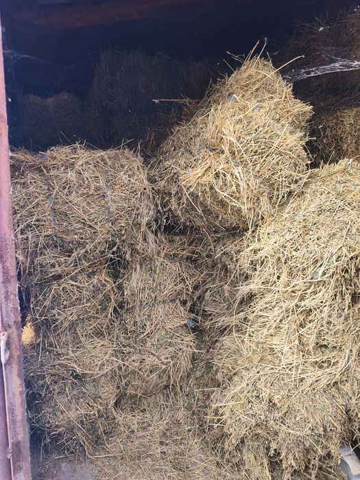 Baloti Lucernă de VÂNZARE