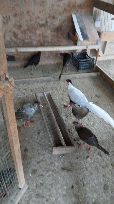 Fazani diferite rase