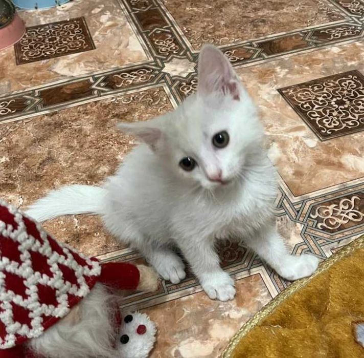 Белоснежный котик ищет дом