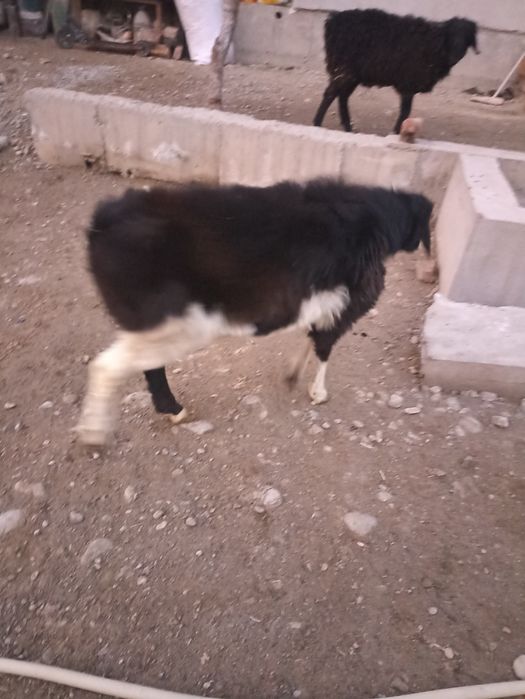 Хсори койлар сотилади  12миллион