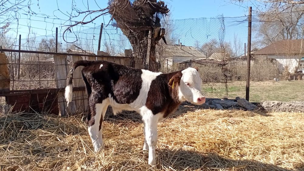 Бузау сатам  еркек