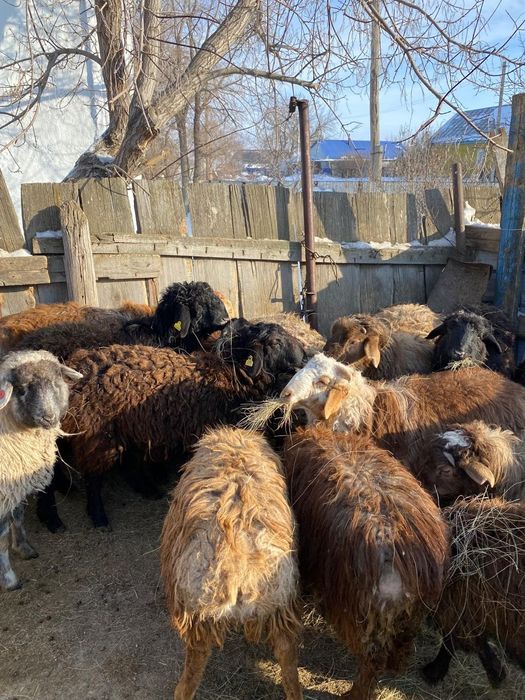 Продам токты  маржанбулак та тур