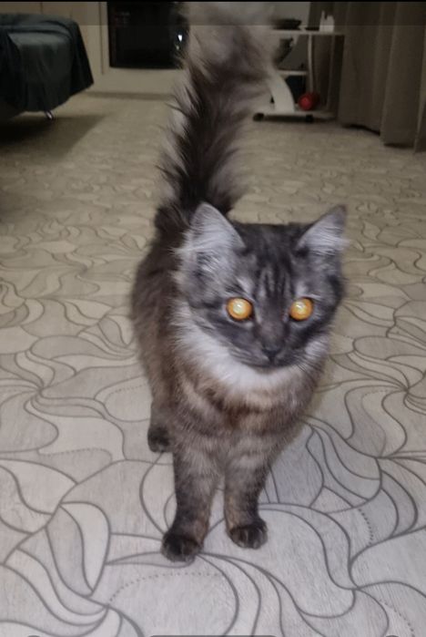 Малыш ищет дом. Доставлю!