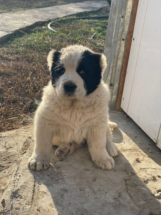 Щенок алабая: кабель 1месяц линия мощная