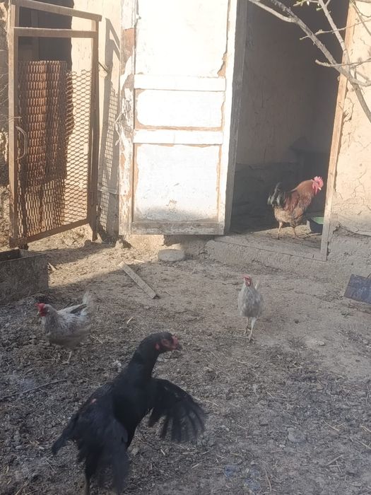 Құрыққа арналған жумырткалар