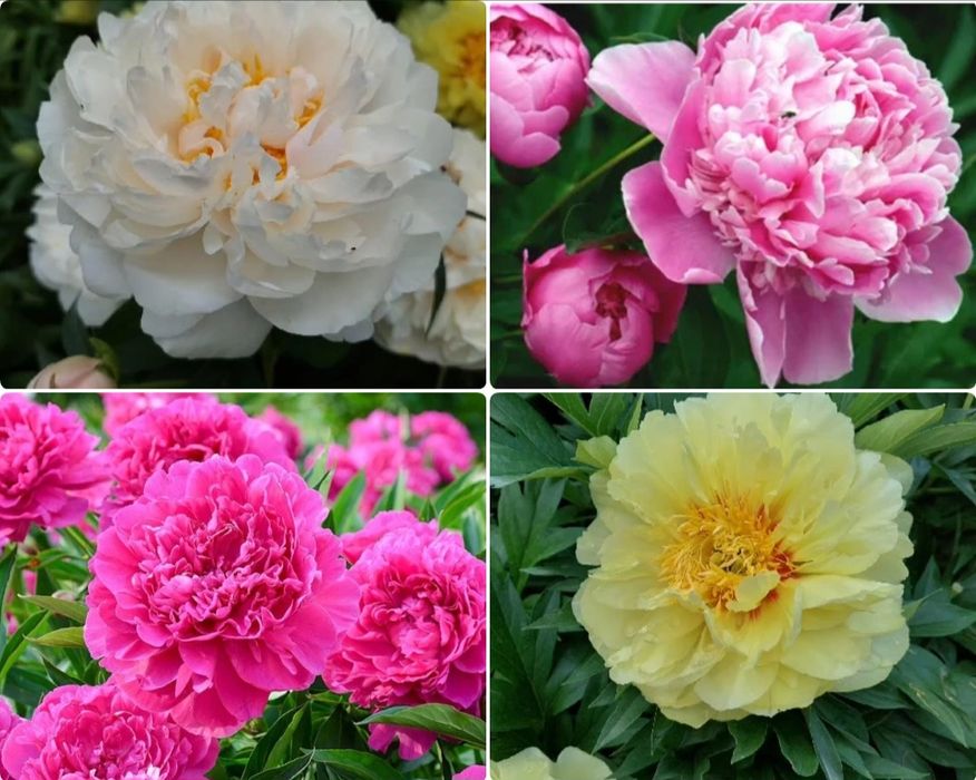 Гейхеры, Хосты, Самшит, Барбарис, Туи и др.