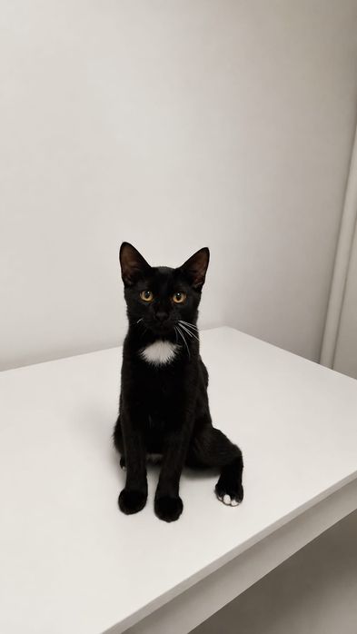 Adoptie pui pisica