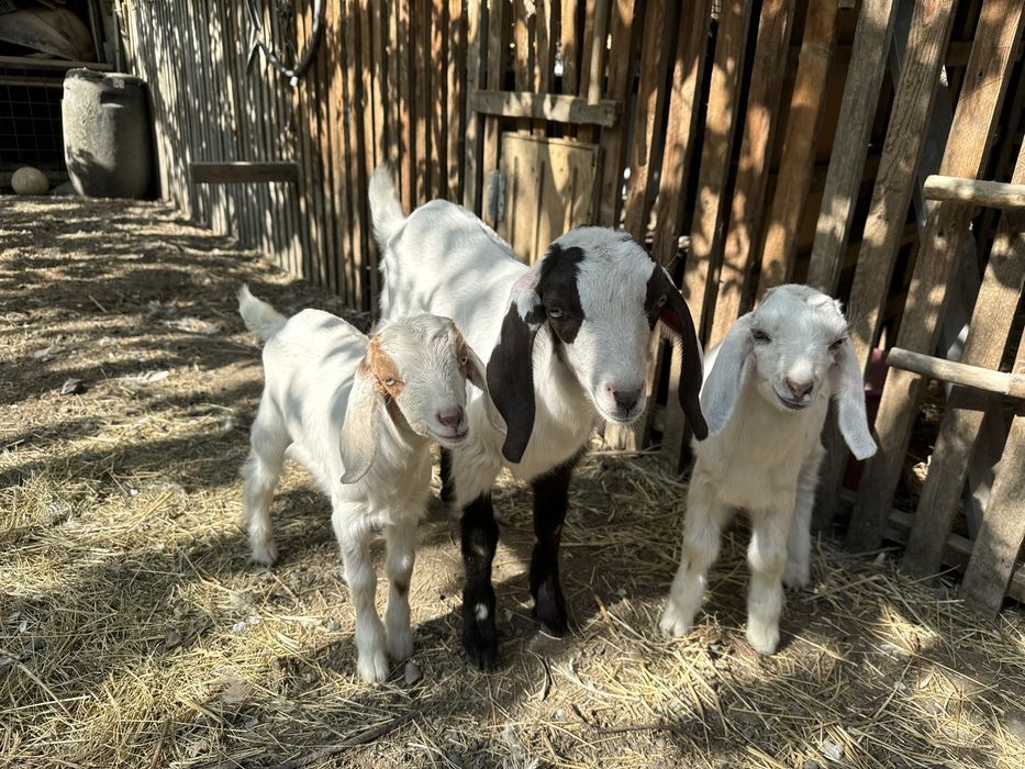 Козлята Битал + Зааненская