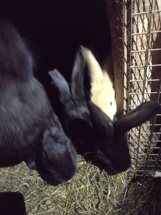 Vând iepuri mari și mici