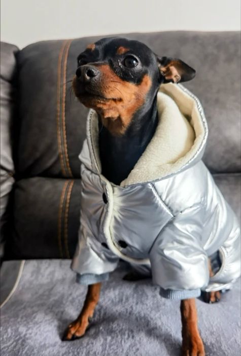 Новый комбинезон для мелких пород до 5кг