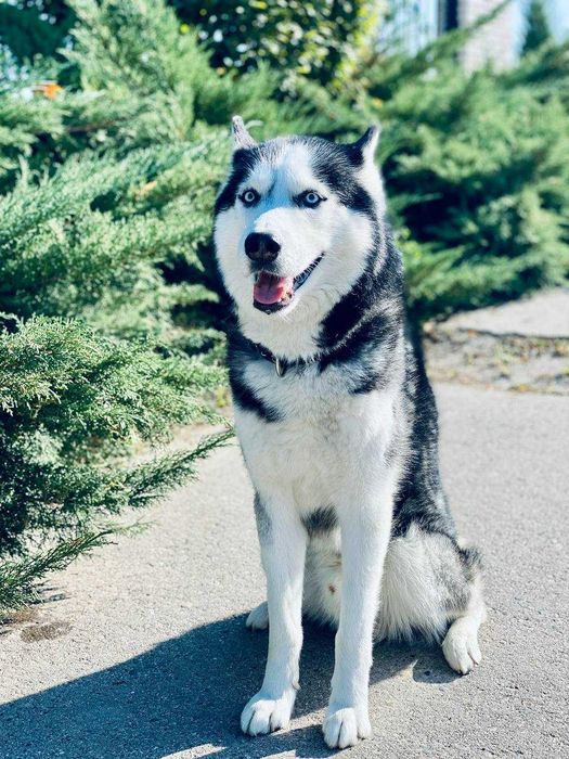 Вязка Сибирский Хаски