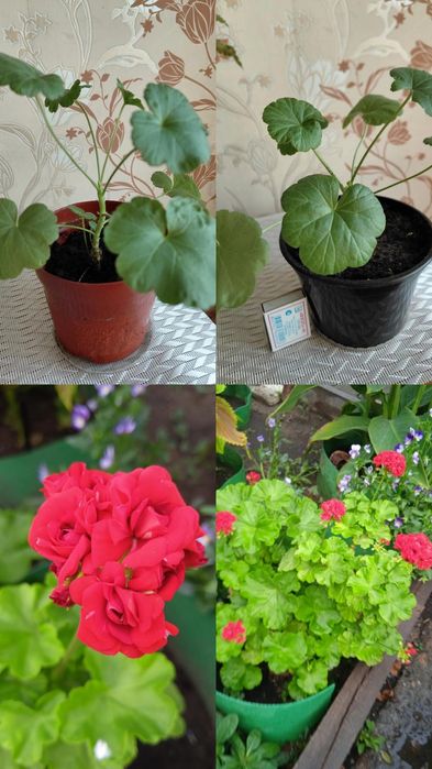 Продам   укоренненые черенки  пеларгония