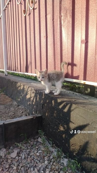 Продам котёнка, девочка