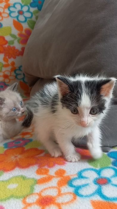 Отдам котят в добрые руки