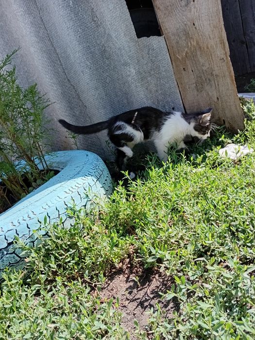 Срочно котята ищут дом