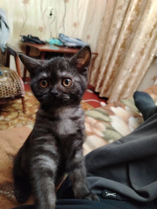 Кошечка породистая!