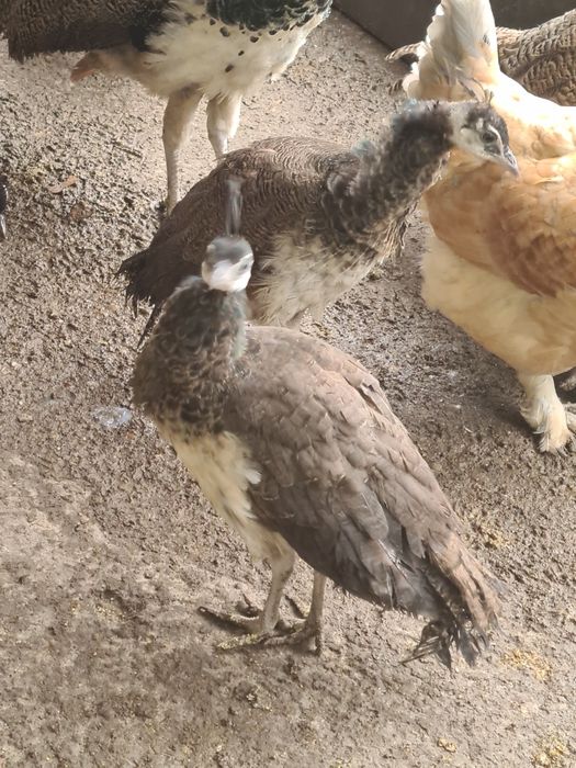 Vând pui de paun 4 fete au  5luni din 2025