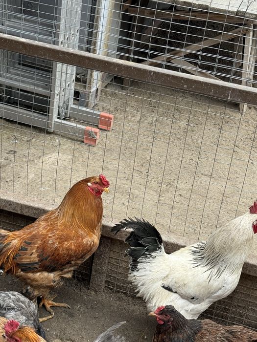 Продам петухов домашних