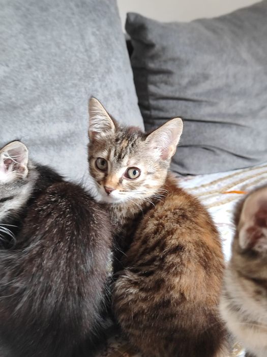 Отдам котят бауырластар 2