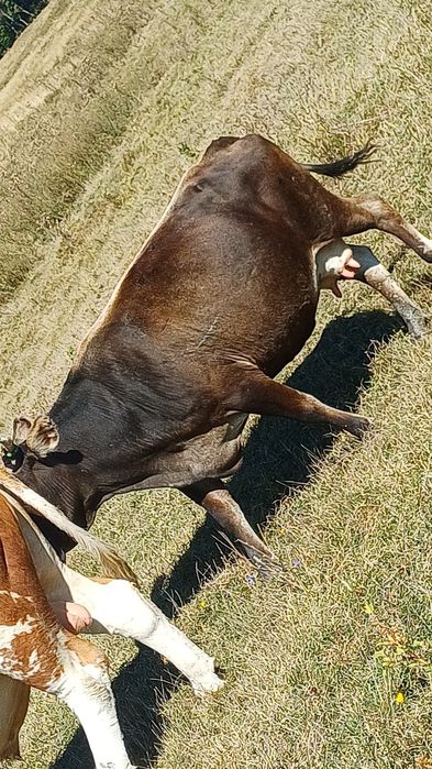 Vând vaca a 3 fătare de lapte