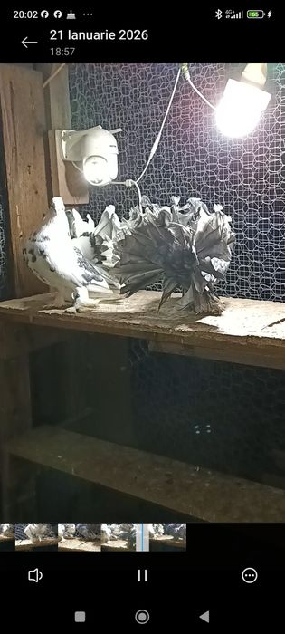 Porumbei voltati indieni