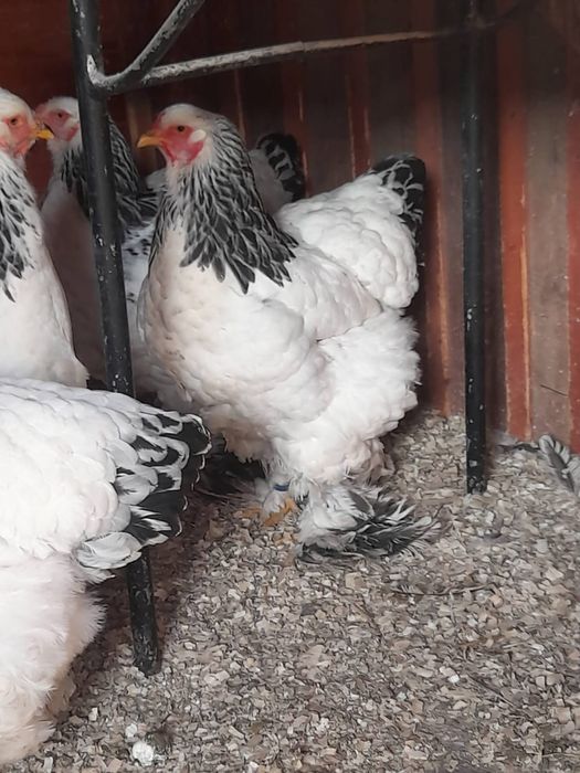 Vand gaini brahma hd și brahma culoarea porțelan