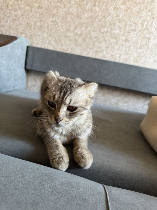 Кошка шотландская