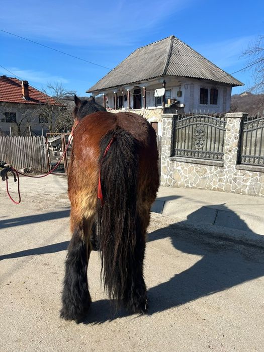 Cal Ardenez de vânzare.