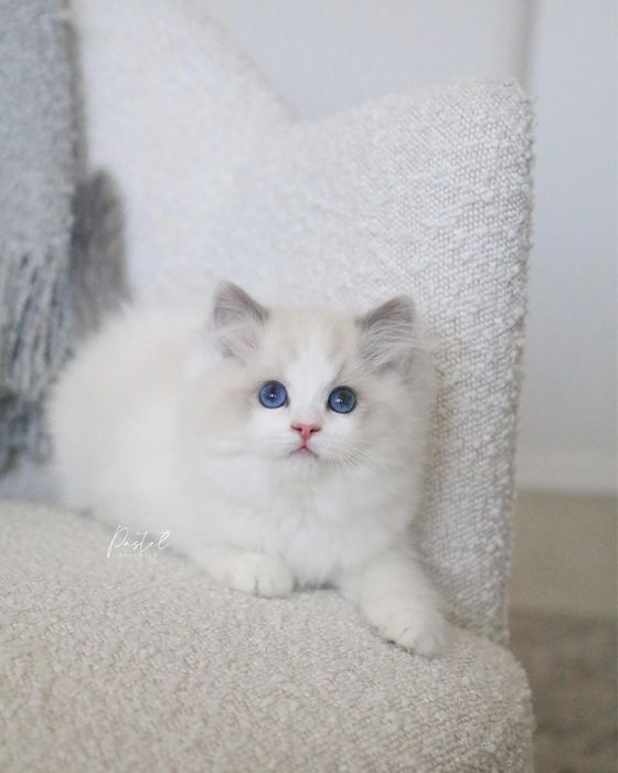 Рэгдолл Regdoll чистокровные!